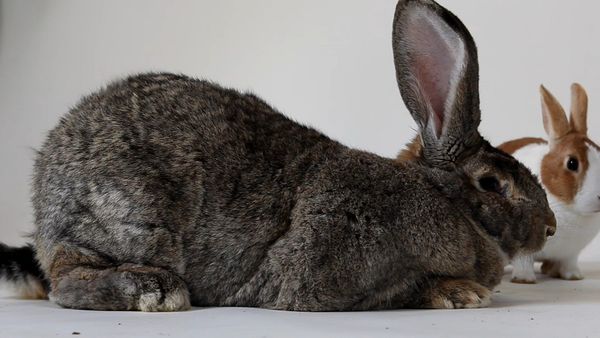 World's Biggest Pets - World's Biggest Pets