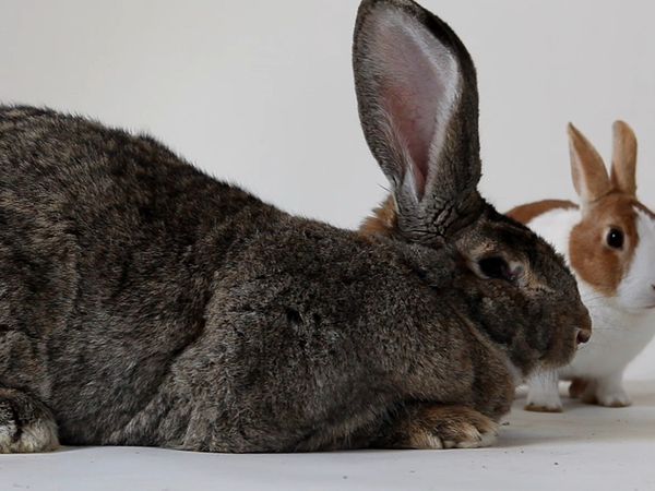 World's Biggest Pets - World's Biggest Pets