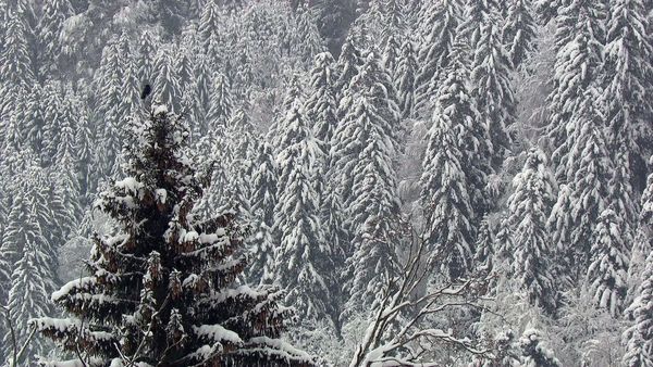 Faszinierende Regionen - Winterwildnis in Mitteleuropa Teil 1 und 2