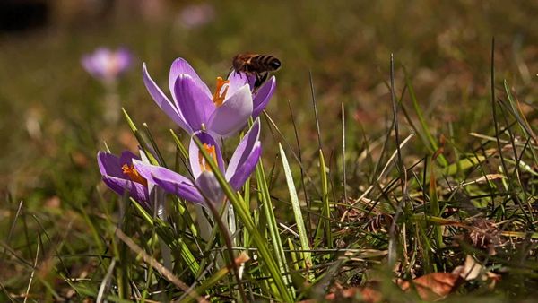 Faszinierende Regionen - Der Frühling in Mitteleuropa Teil 1 und 2