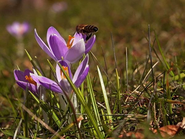Faszinierende Regionen - Der Frühling in Mitteleuropa Teil 1 und 2
