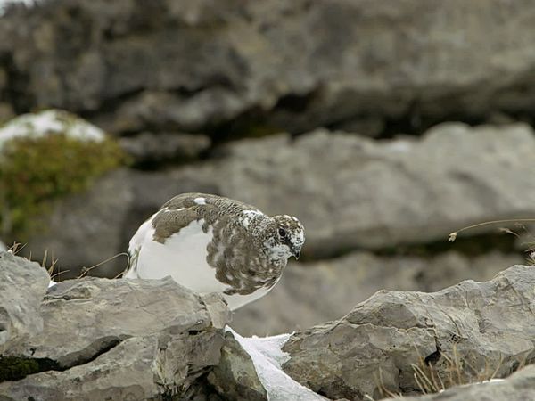 Wunderwelt Schweiz - Wunderwelt Schweiz – Wasser und Eis
