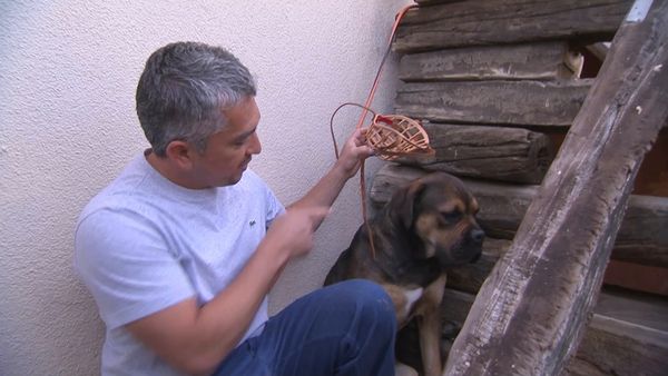 El encantador de perros - Argonaut & Patches