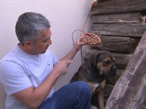 El encantador de perros - Argonaut & Patches