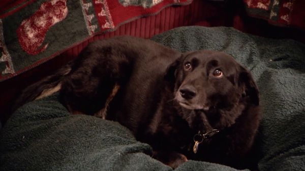 El encantador de perros - Widow’s Dogs, Drool Dog, Dexter Follow-up