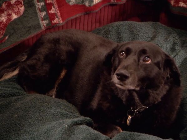 El encantador de perros - Widow’s Dogs, Drool Dog, Dexter Follow-up