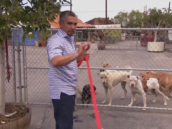 El encantador de perros - Willie, Make-A-Wish and Zena