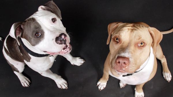 El encantador de perros - The Red Zone