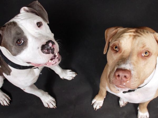 El encantador de perros - The Red Zone