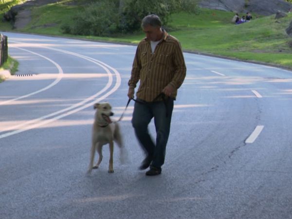 El encantador de perros - Nightmare in Central Park, Bad Boy Baxter