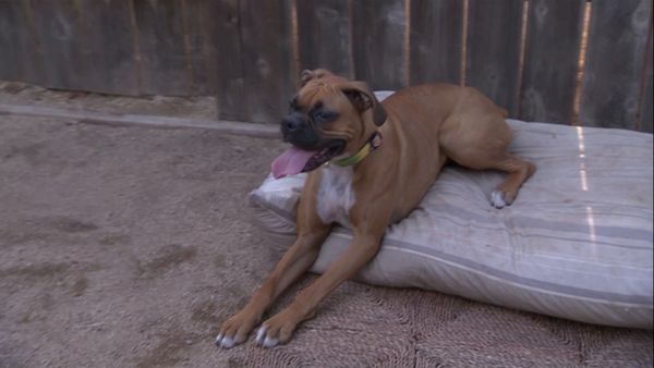 El encantador de perros - Jake in Exile