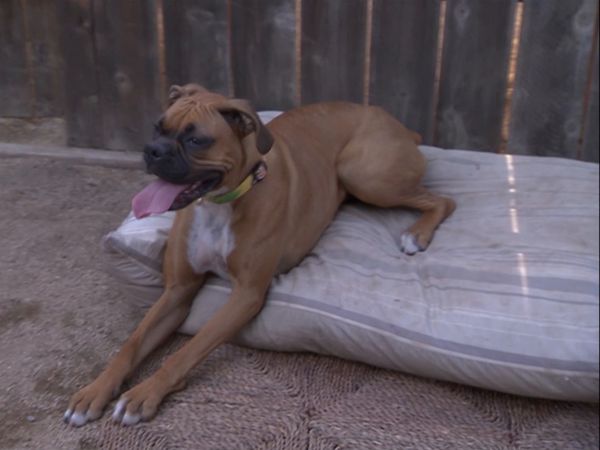 El encantador de perros - Jake in Exile