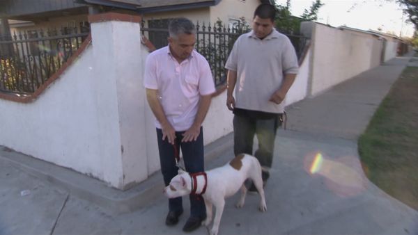 El encantador de perros - Bam Bam