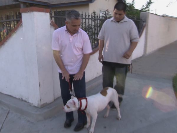 El encantador de perros - Bam Bam