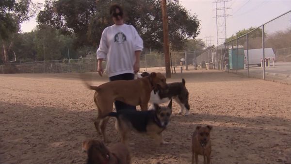 El encantador de perros - Anti-Social Sasha