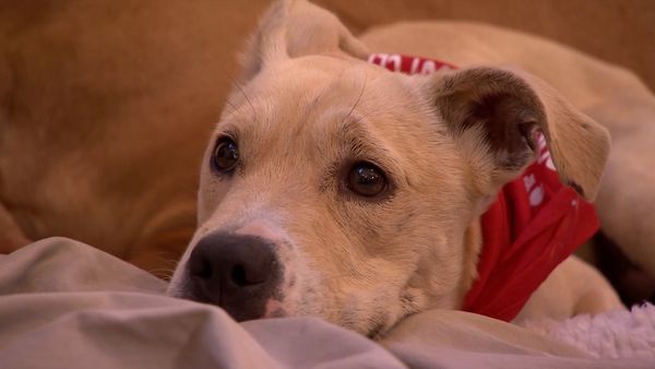 El encantador de perros - Luna and K9 Sniffers
