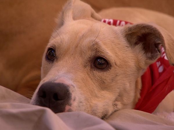 El encantador de perros - Luna and K9 Sniffers