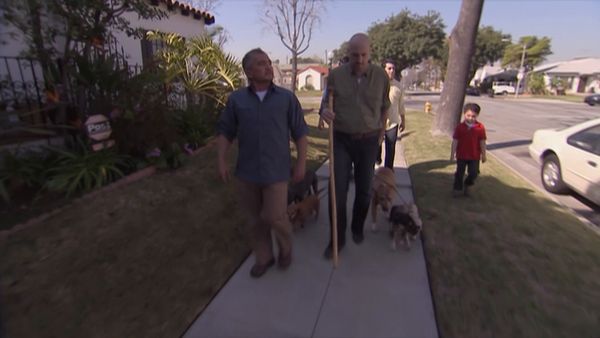 El encantador de perros - Fear of Dogs