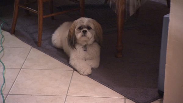 El encantador de perros - Roxie, Foxy, Charlie, Bubba & Lucky