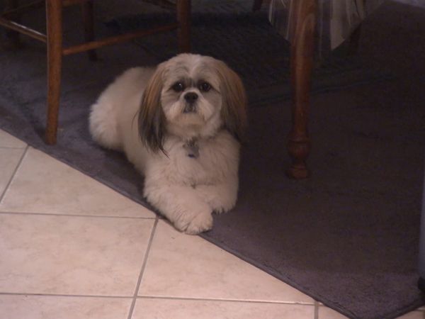 El encantador de perros - Roxie, Foxy, Charlie, Bubba & Lucky