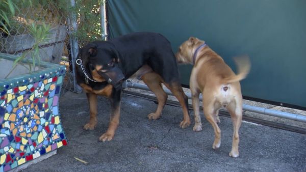 El encantador de perros - Titan, Candy y Bella