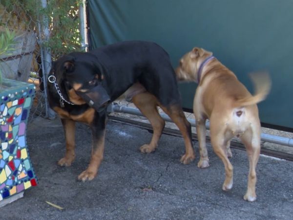 El encantador de perros - Titan, Candy y Bella