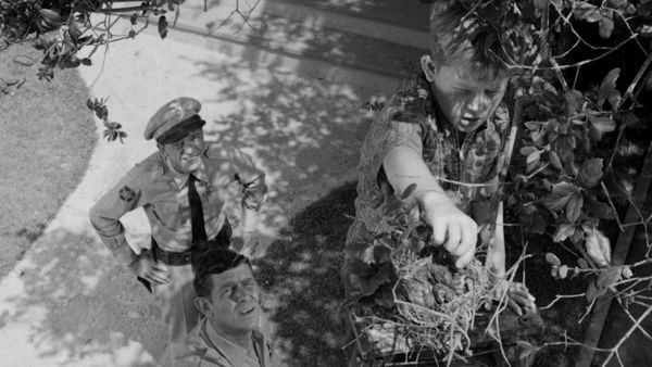 The Andy Griffith Show - Opie The Birdman