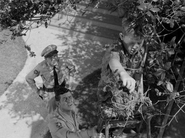 The Andy Griffith Show - Opie The Birdman