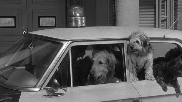 The Andy Griffith Show - Dogs-Dogs-Dogs