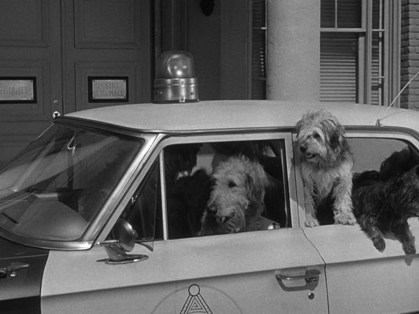 The Andy Griffith Show - Dogs-Dogs-Dogs
