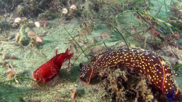 Life In A Tide Pool - Sea Slugs and Nudibranchs