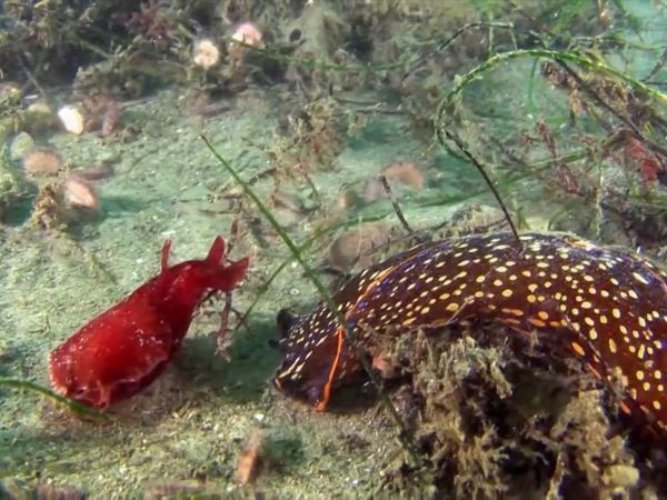 Life In A Tide Pool - Sea Slugs and Nudibranchs