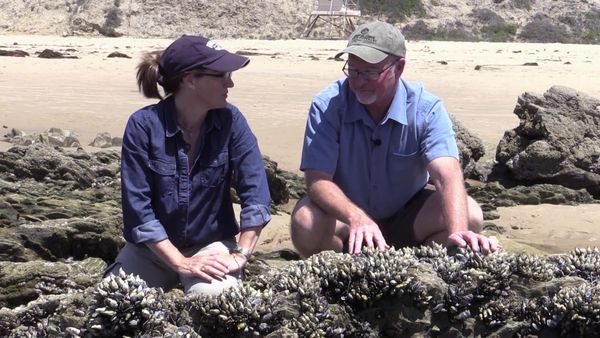 Life In A Tide Pool - Barnacles