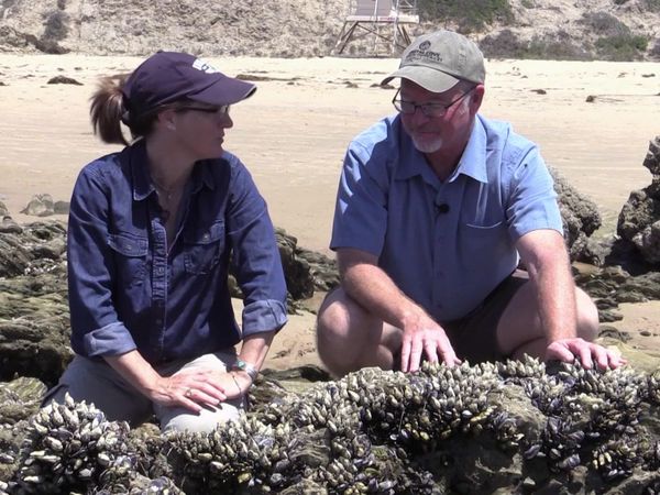 Life In A Tide Pool - Barnacles