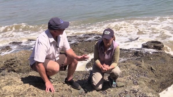 Life In A Tide Pool - Sea Stars and Snails