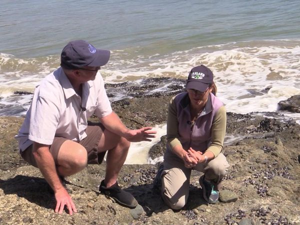 Life In A Tide Pool - Sea Stars and Snails