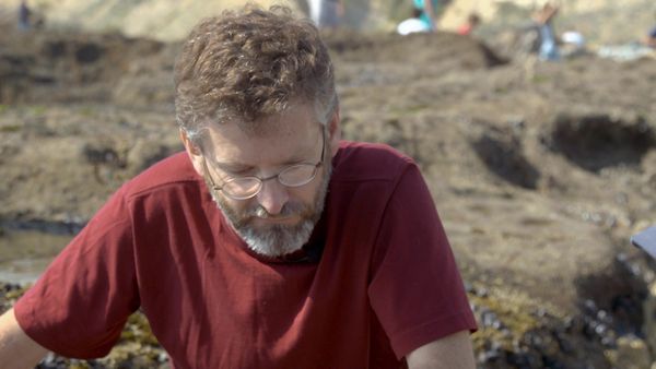 Life In A Tide Pool - Mussels and Clams