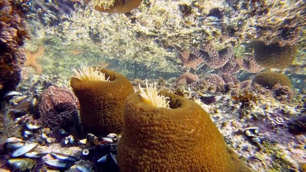 Life In A Tide Pool - Sea Anemones