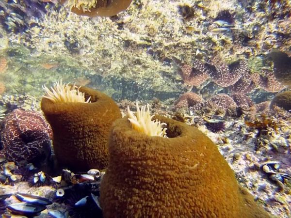 Life In A Tide Pool - Sea Anemones