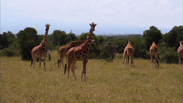 Diarios de Pejeta - Arco de Baringo