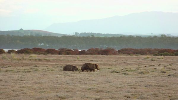 La vida secreta del wombat - La jornada de un joey