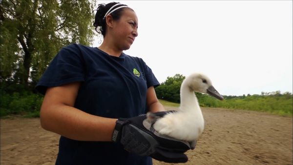 City Wildlife Rescue - Episode 2