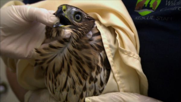 City Wildlife Rescue - Episode 3