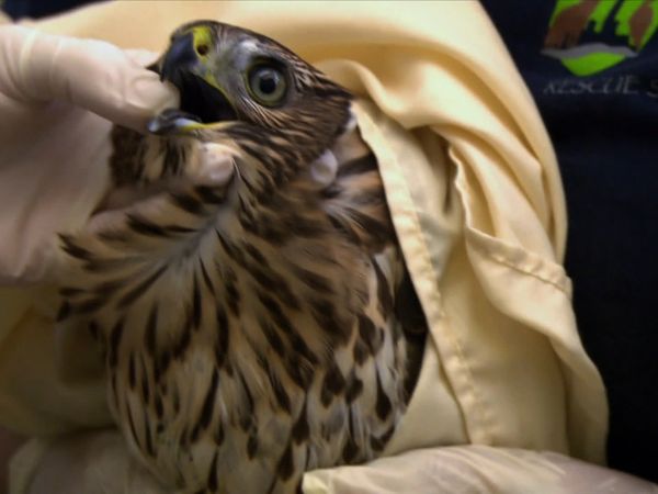 City Wildlife Rescue - Episode 3
