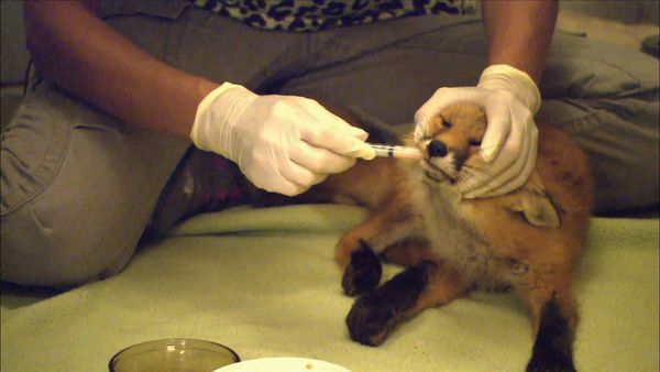 City Wildlife Rescue - Episode 1