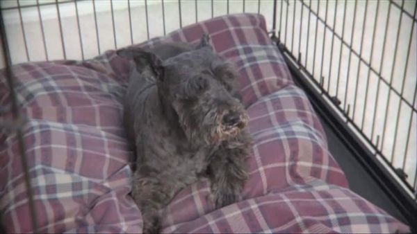 Designing Spaces - Designing Pet Spaces of Hope Adopts A Shelter