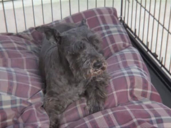Designing Spaces - Designing Pet Spaces of Hope Adopts A Shelter