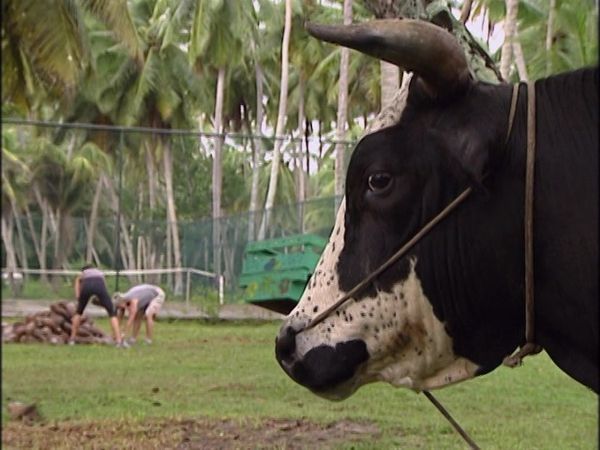 The Amazing Race - Anonymous? (Seychelles)