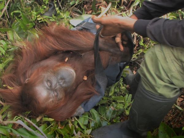 1 000 jours pour la planète - Les derniers orangs-outangs de Sumatra