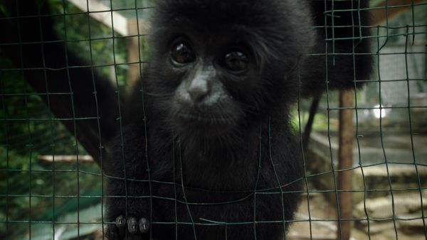 1 000 jours pour la planète - Le sauvetage de gibbons de Bornéo